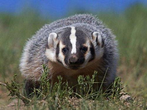 鼬獾图片,森林中的隐秘猎手